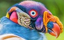 10 loài chim giống “người ngoài hành tinh” hơn động vật 