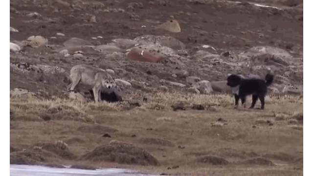 Chó sói đơn độc chiến 6 chó nhà và cái kết "chưa từng thấy"