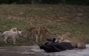 Video: Trốn dưới nước, trâu rừng vẫn bị sư tử hạ sát 