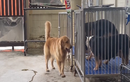 Video: Chú chó thông minh dùng miệng mở khóa chuồng giải cứu đồng loại