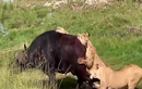 Video: Trâu rừng bỏ mạng khi đối đầu với 3 con sư tử đói