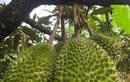 Khu vườn sầu riêng Musang King sai trĩu cành, chờ chín rụng bán 3 triệu/quả