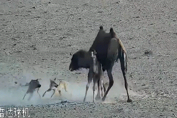 Video: Bị sói tấn công 4 tiếng, lạc đà mẹ căng mình bảo vệ con