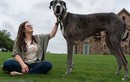 Con chó cao hơn 1 m được công nhận kỷ lục thế giới