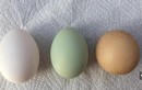 Quả trứng gà tròn trịa như quả bóng, 1 tỷ quả có 1