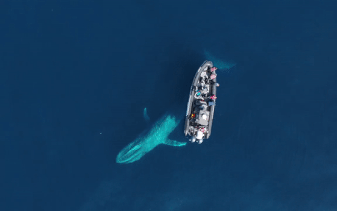 Cảnh cá voi lớn nhất hành tinh áp sát thuyền của khách du lịch 