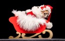 "Cute" lạc lối bộ ảnh những chú cún diện trang phục Giáng Sinh