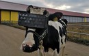 Cho bò đeo kính thực tế ảo để... tăng sản lượng sữa