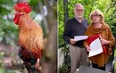 Cặp vợ chồng kiện hàng xóm vì để gà trống gáy khoảng 200 lần/ngày