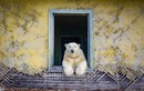 Ngắm gấu Bắc Cực sống trong trạm khí tượng bỏ hoang ở Nga