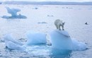 Bắc Cực đang ấm lên "chóng mặt": Thế giới có lâm nguy? 