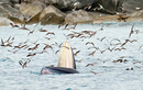 Khoảnh khắc hiếm: Cá voi xanh thoả sức săn mồi ở biển Bình Định