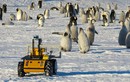 Robot trông giữ chim cánh cụt hoàng đế ở Nam Cực