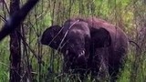 Đắk Lắk: Bắn thuốc mê giải cứu voi rừng dính bẫy