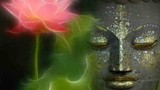 Lắng lòng ngắm những loài hoa linh thiêng nhà Phật