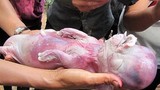 10 chú lợn quái thai xôn xao ở Việt Nam