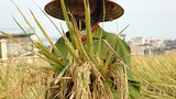 Mất bao lâu để xây dựng thương hiệu gạo Việt?