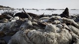 Chùm ảnh mùa đông khắc nghiệt ở Mông Cổ 