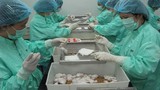 Việt Nam thử nghiệm thành công vaccine Covid-19 trên chuột