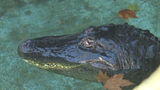  Cá sấu già nhất thế giới đã sống trong sở thú 83 năm