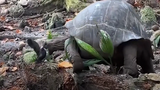 Video: Rùa khổng lồ ăn thịt chim non