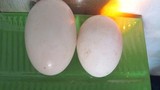 Vịt đẻ trứng đôi suốt 4 năm liền tại Đà Nẵng là loại gì?