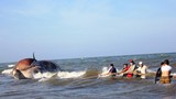 Cận cảnh trục vớt xác cá voi khổng lồ ở Nghệ An