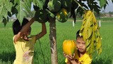 Người dân Thanh Chương trồng đu đủ Thái "hái" ra tiền