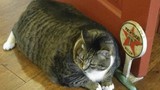 Mèo Mỹ béo phì núng nính cố nằm ngửa mãi không được