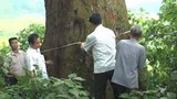 Cây Lim 1.000 tuổi ở Bắc Giang trở thành cây di sản