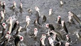 Lạ lùng đàn cá lóc hàng chục nghìn con nhảy múa trên mặt nước