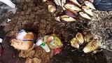 Bắt quả tang hàng trăm cân bắp chuối ngâm hóa chất độc hại