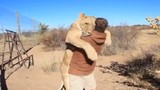 Xúc động sư tử ôm chặt chủ nhân khi được ra khỏi cửa