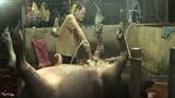Cận cảnh trâu bò bị bơm nước bẩn trước khi mổ