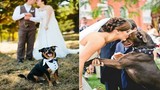 Những chú chó đáng yêu trong ngày cưới “lấn át” chú rể