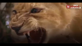Video: Sư tử con yếu ớt lật kèo, xơi tái trăn khủng