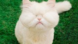 Dù bị mù, chú mèo Ba Tư vẫn thành idol MXH với biểu cảm lạ