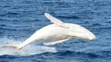 Những khám phá khó lòng bỏ qua về cá voi trắng