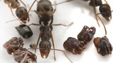 Loài kiến “ác ma” có cách trang trí tổ gây rùng mình