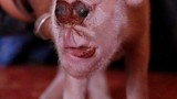 Điểm những trường hợp lợn đột biến quái dị nhất hành tinh