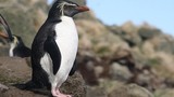 Khám phá gây choáng loài chim cánh cụt nhỏ nhất thế giới 