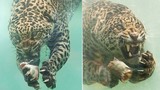 Báo đốm săn mồi dưới nước dữ tợn lại khiến dân mạng cười sặc