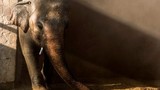 Chú voi từng được mệnh danh "cô độc nhất thế giới" giờ ra sao?