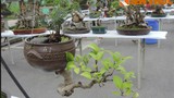 Ngắm những chậu bonsai mini trồng ngược đẹp mê mẩn 