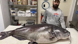 Mỹ: Bắt được cá da trơn xanh “quái vật”, lập kỷ lục bang
