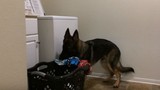 Chú chó thông minh giúp chủ giặt quần áo