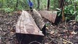 Làm rõ vụ phá rừng quy mô lớn ở 2 lâm phần tại Gia Lai