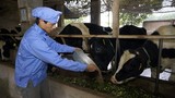 Love’ in Farm và câu chuyện làm nên sản phẩm sữa tiêu chuẩn