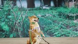 Đạo diễn cương quyết để chó Nhật đóng “Cậu Vàng” dù gây tranh cãi