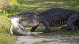Video: “Lạnh gáy” chứng kiến cá sấu ăn thịt, nuốt chửng đồng loại